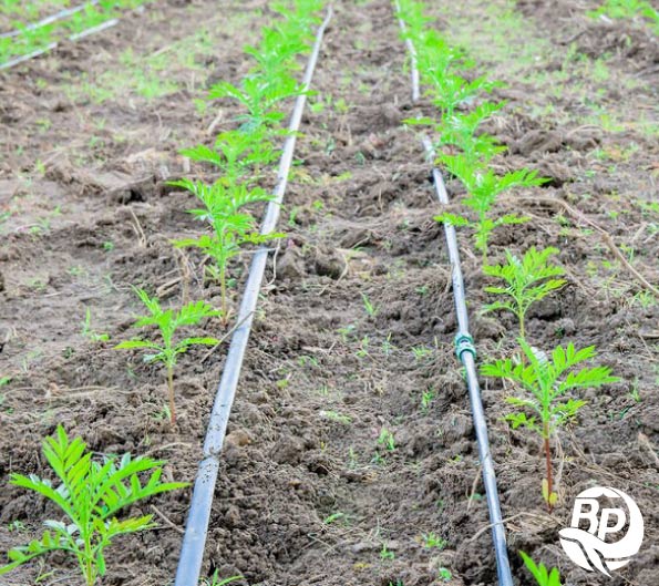 شیلنگ آبیاری گلخانه